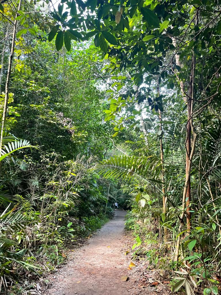 Expat.Guide AES Event Senderismo En Macritchie Reservoir