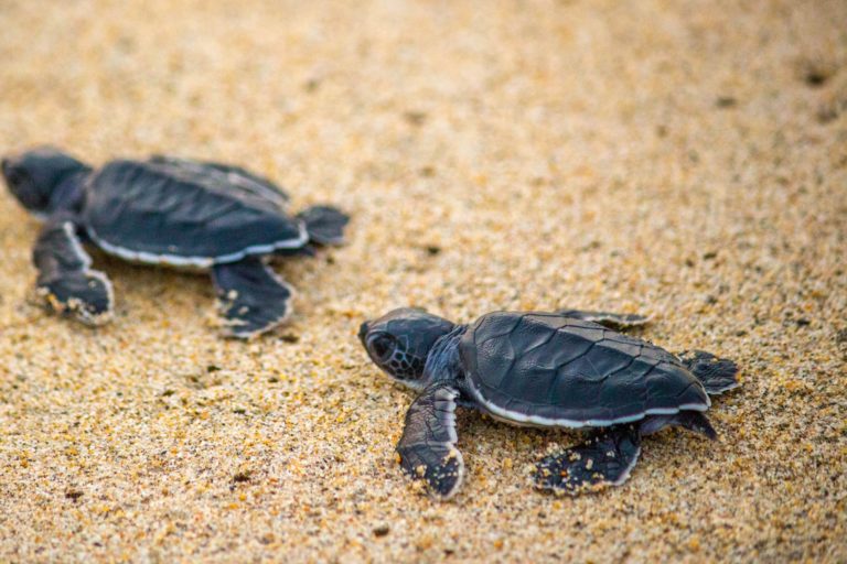 Expat.Guide Batam Event Karas Kecil Baby Sea Turtle Release