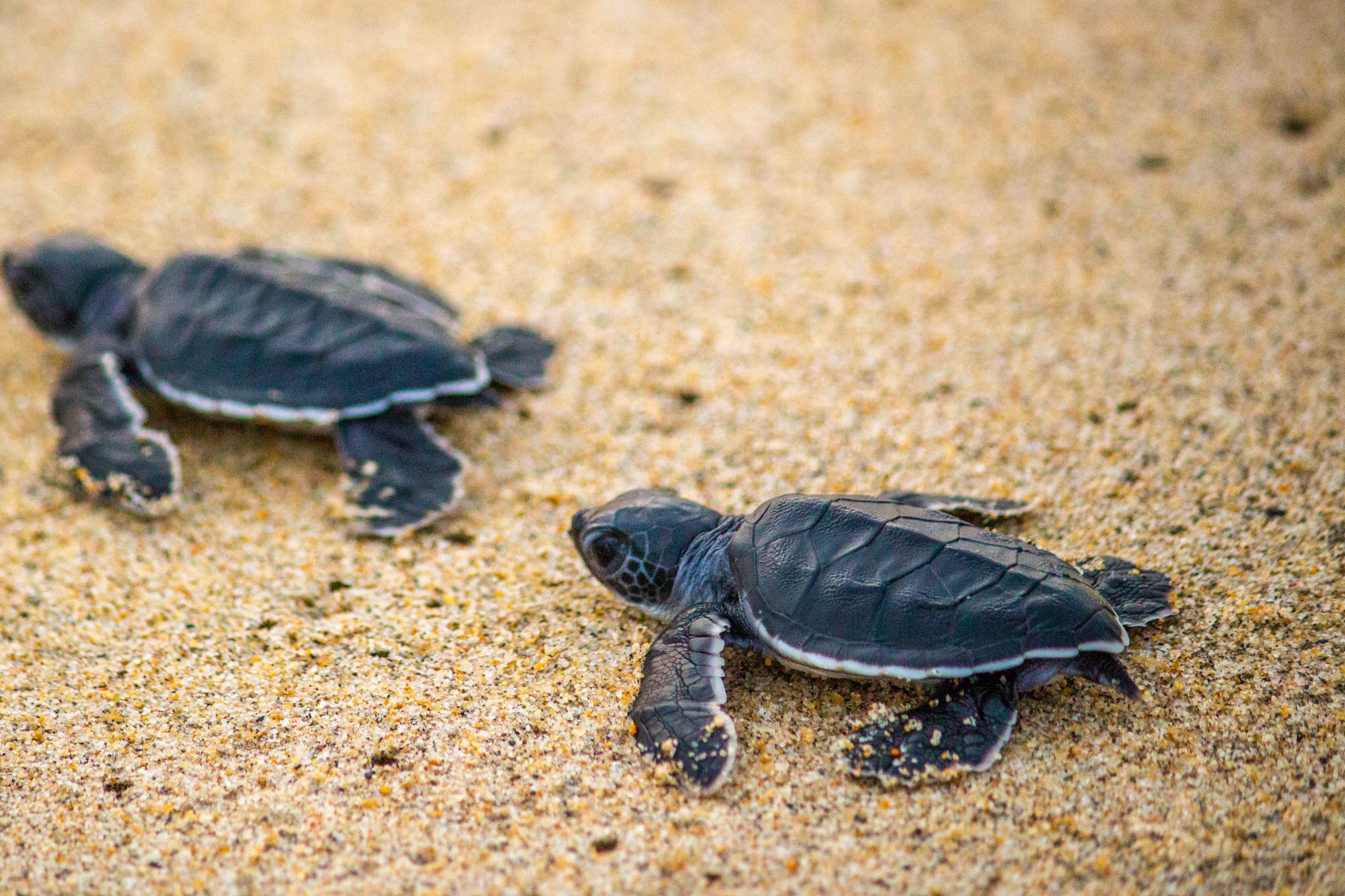 Karas Kecil Baby Sea Turtle Release