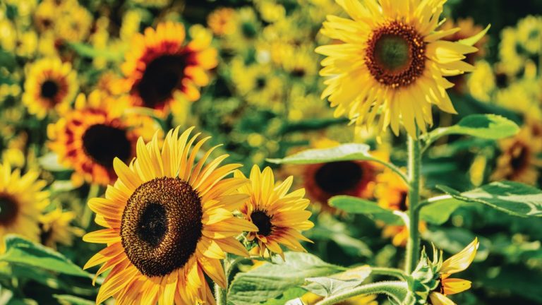 Expat.Guide Embassy of Spain A Spanish Serenade with Sunflower Event