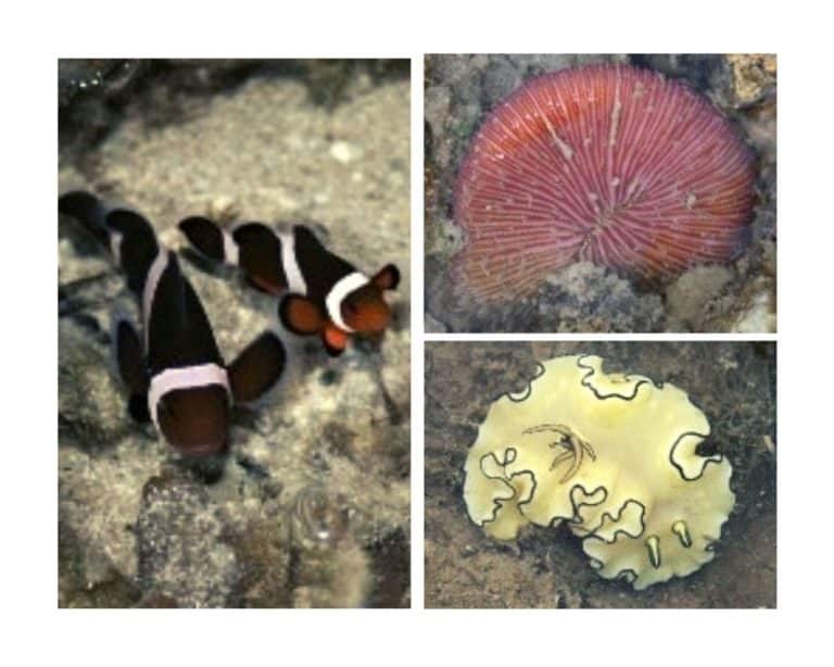 Expat.Guide German Association Event Riffwanderung Pulau Hantu