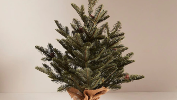 Rent Christmas Trees