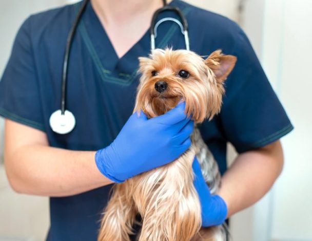 Veterinarian Clinics (Dokter Hewan) in Batam - Expat.Guide